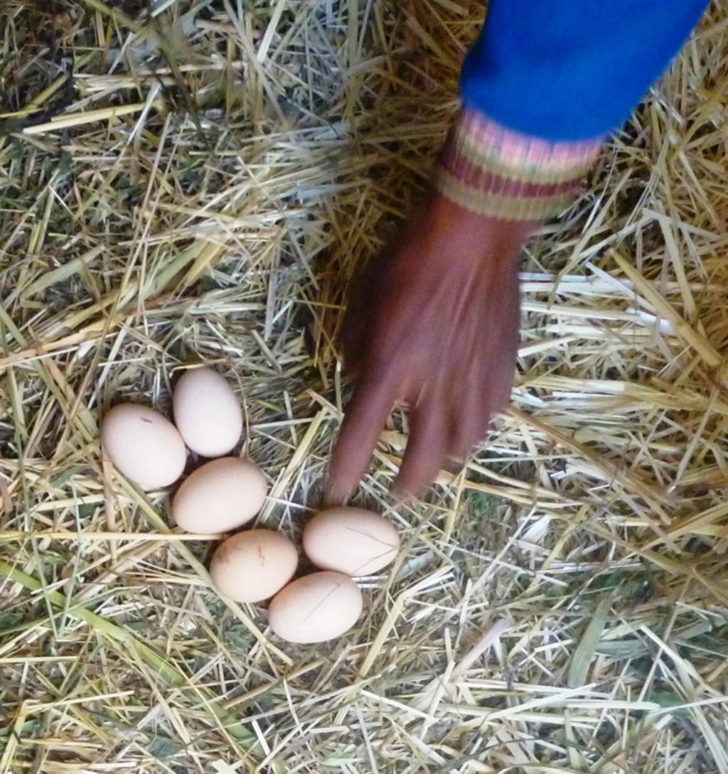 Impact Story: Improved farming, healthier families in Bolivia