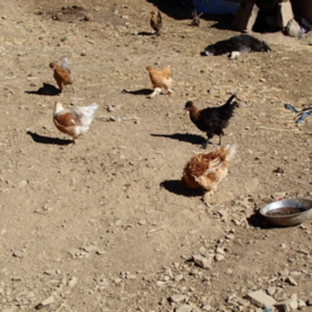 <p>Intervention finds raising chickens increases egg consumption</p>
